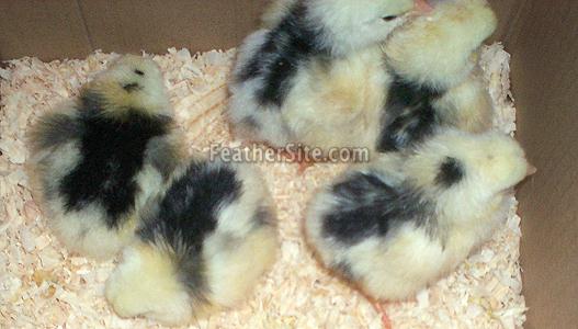 mottled java chicks