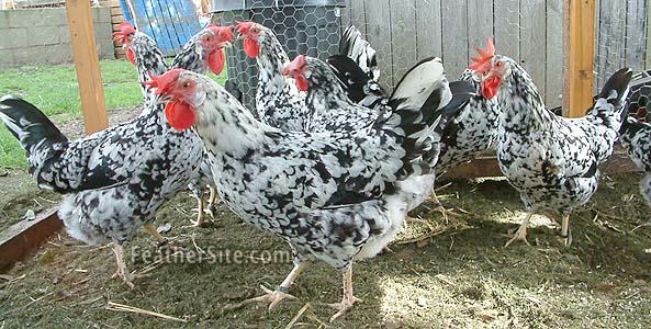 bantam chicken breeds. A flock of Exchequer hens