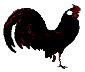 [B&W drawing of Black Rosecomb cock]
