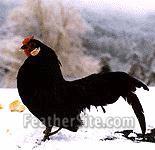 [photo: Black Rosecomb cock]
