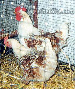 asturian painted hen