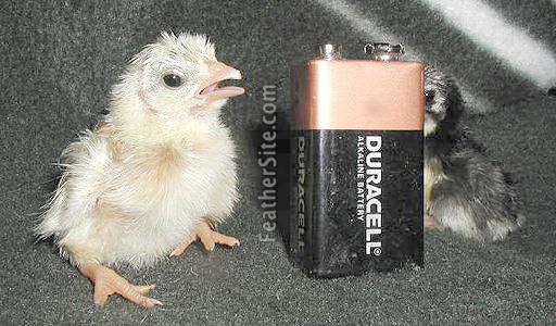 chicken breeds images. A Serama Chick
