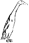 [Line-drawing of a Runner Duck]