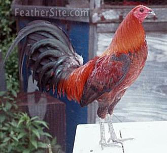 History Of Brown Red Gamefowl
