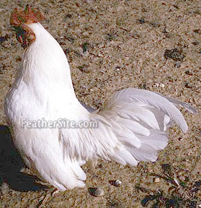 English Game Bantam