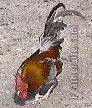 [photo: Blue/Red OEG cock]