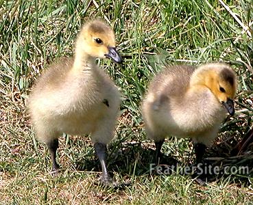 Canada goslings