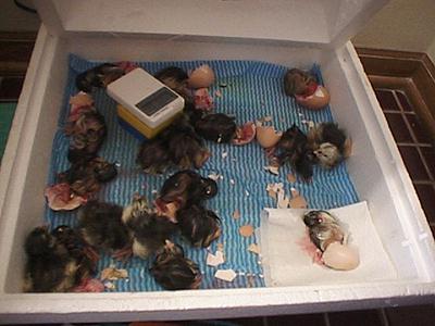 An incubator full of Black Java chicks