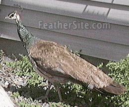 [Photo of a Blue India peahen]