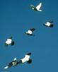 [Photograph of Nun pigeons 
in flight]
