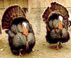 A photo of 2 male turkeys displaying]
