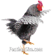 [photo of a Barred Rock bantam 
rooster]