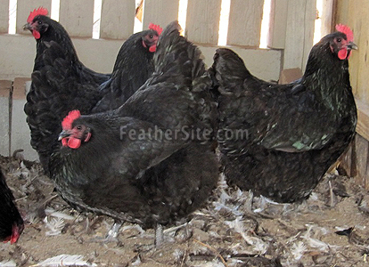 eggs with hen a Australorps eggs with hen a Australorps