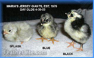 black jersey giant egg color