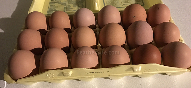 jersey giant chicken egg color