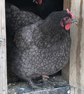 blue jersey giant rooster