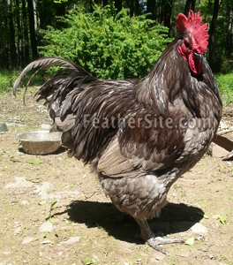 blue jersey giant rooster