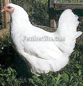 white jersey giant hen