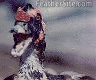 [Photo of a Muscovy duck]