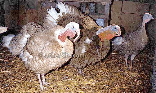 Tesoro estafador defensa Buff Turkeys