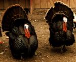 [Two male turkeys displaying]